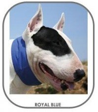 Aqua Coolkeeper Collar Royal Blue