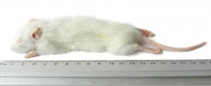 Kiezebrink - Ingevroren Rat Kleine Weaner 25-60g