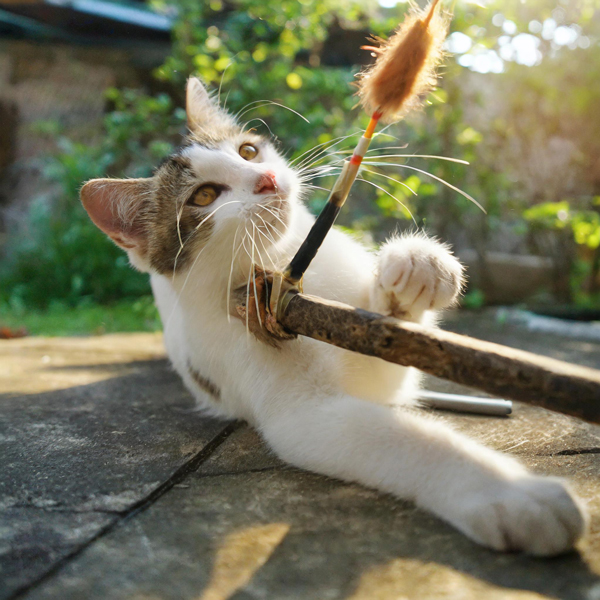 TabbyTijger Speelgoed en Snacks