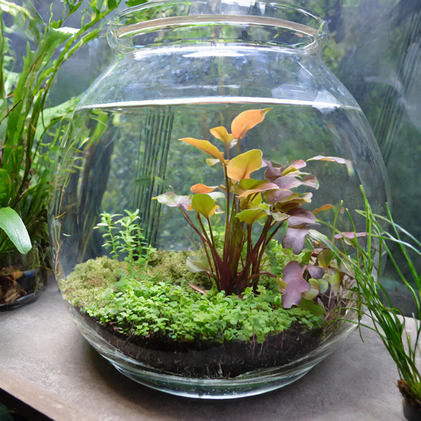 In-Vitro Aquarium planten