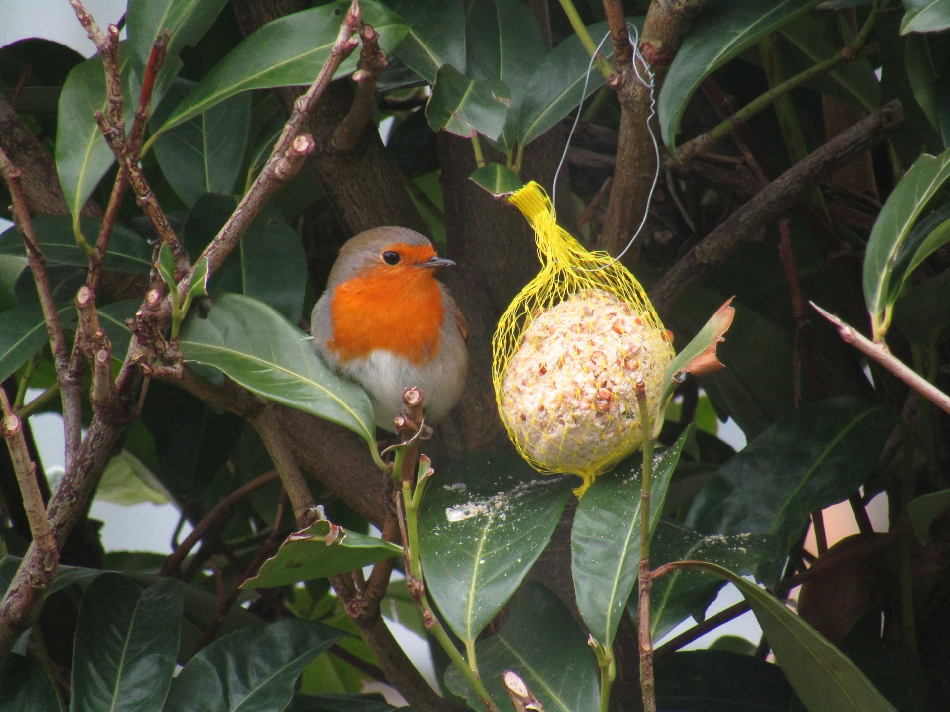 Tuin en Buitenvogels