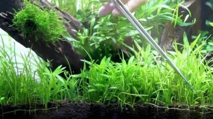 Plantenvoeding en planten onderhoud