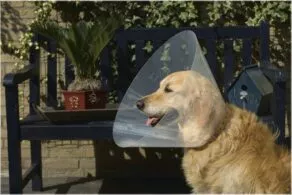 Een foto van een Beeztees – Plastic Hondenkraag