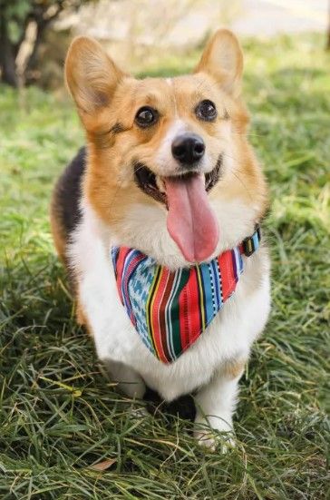 M-pets - Jazz Stripes Bandana Collar - Afbeelding 2