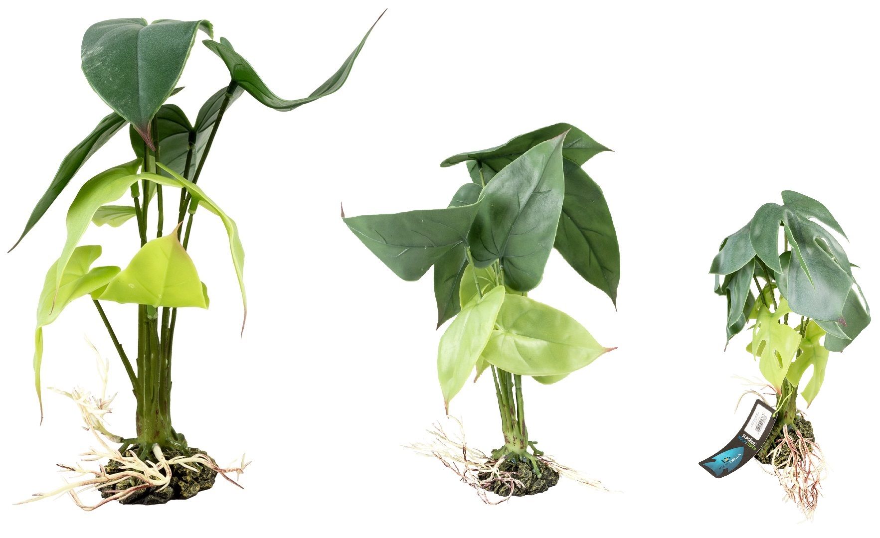 Terra Della -Alocasia Groen afbeelding