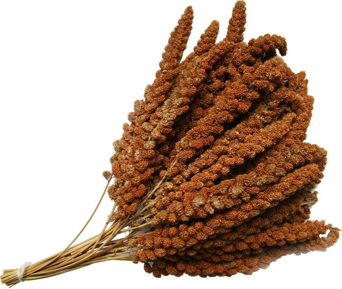 Trosgierst Frans Rood afbeelding