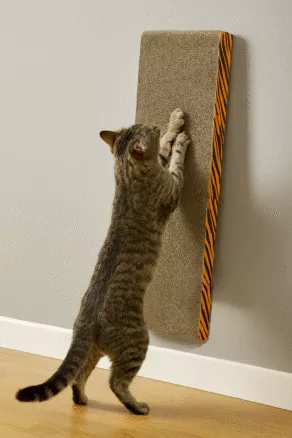 Een foto van een De Boon – Krabplank Karton Xl,  86x30x5cm