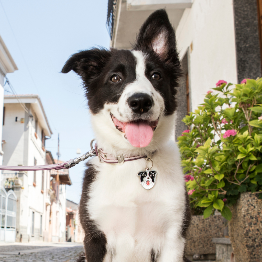 Myfamily - Border Collie - Afbeelding 3