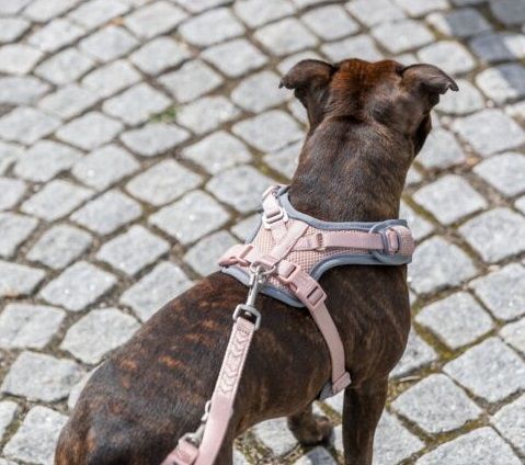 Trixie - Premium Flexmesh Tuig, Compacte honden, Blush - Afbeelding 3