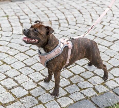Trixie - Premium Flexmesh Tuig, Compacte honden, Blush - Afbeelding 2