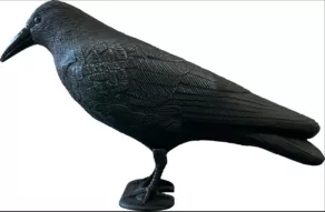 Een foto van een Superfish – Deco Vogel Kraai
