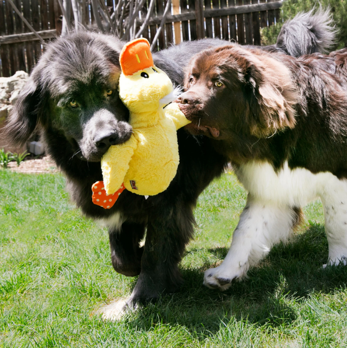 Kong - Comfort Jumbo Duck, Assorti - Afbeelding 4